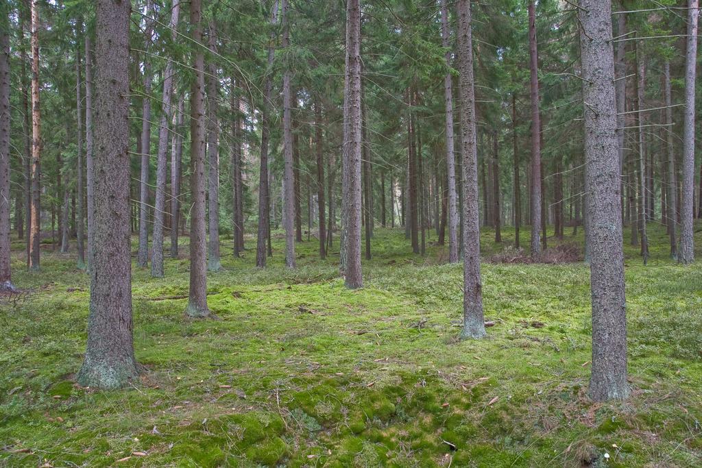 Agroturystyka Sominy Piotr Buitenkant foto