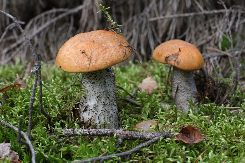 Agroturystyka Sominy Piotr Buitenkant foto