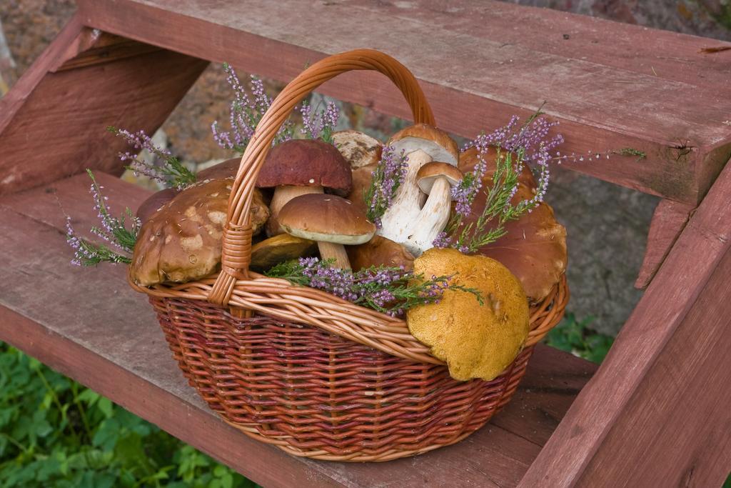 Agroturystyka Sominy Piotr Buitenkant foto