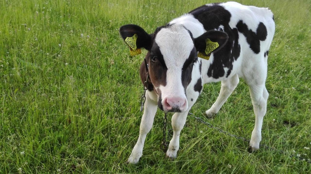 Agroturystyka Sominy Piotr Buitenkant foto