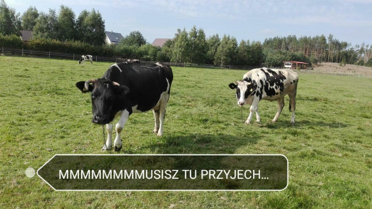Agroturystyka Sominy Piotr Buitenkant foto